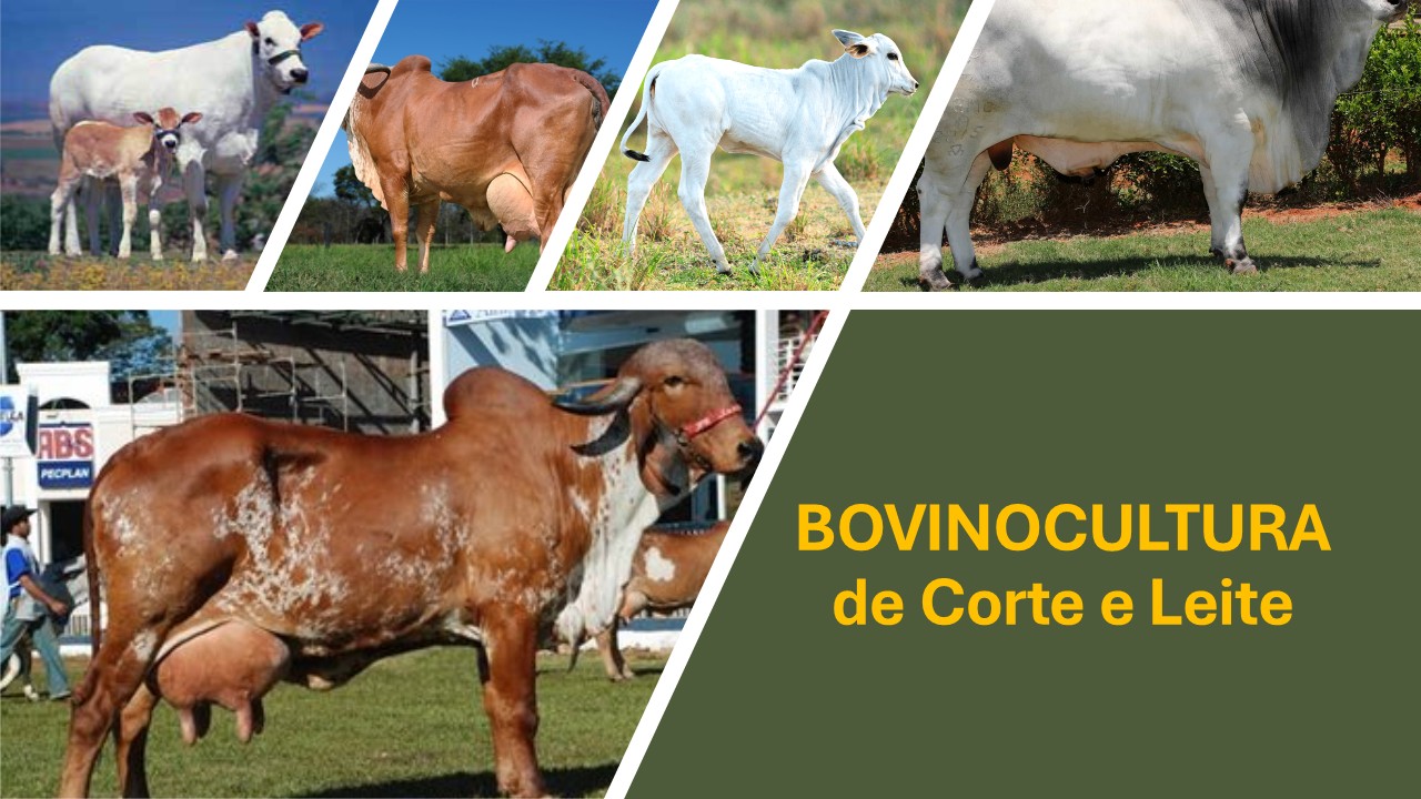 018538 - Bovinocultura de Corte e Leite - 2025/1:Bacharelado em Agronomia, Bacharelado, 7º Período, Turno Integral (2025)