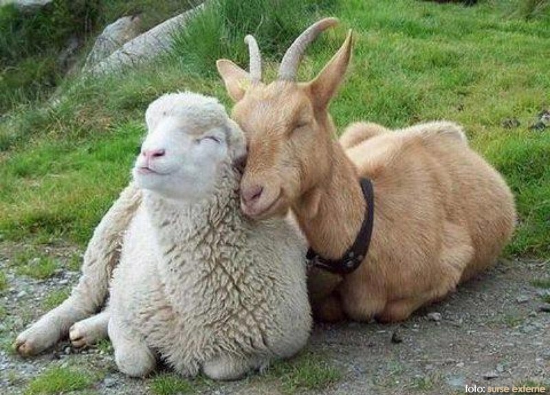 Técnico em Agropecuária Vespertino - Urutaí - 20211.01AGP11V.2V - 2021/1 ( 2º período ) - 162923 - Ovinocultura/Caprinocultura - Técnico Urutaí