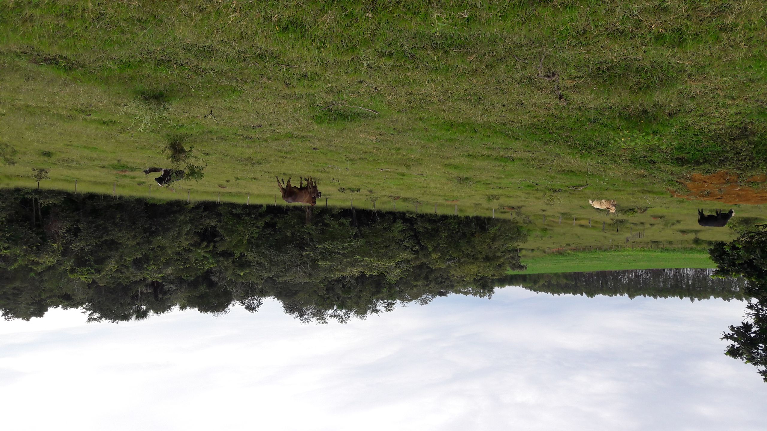 Técnico em Agropecuária Vespertino - Urutaí - 20211.01AGP11V.3V - 2021/1 ( 3º período ) - 162807 - Forragicultura - Técnico Urutaí