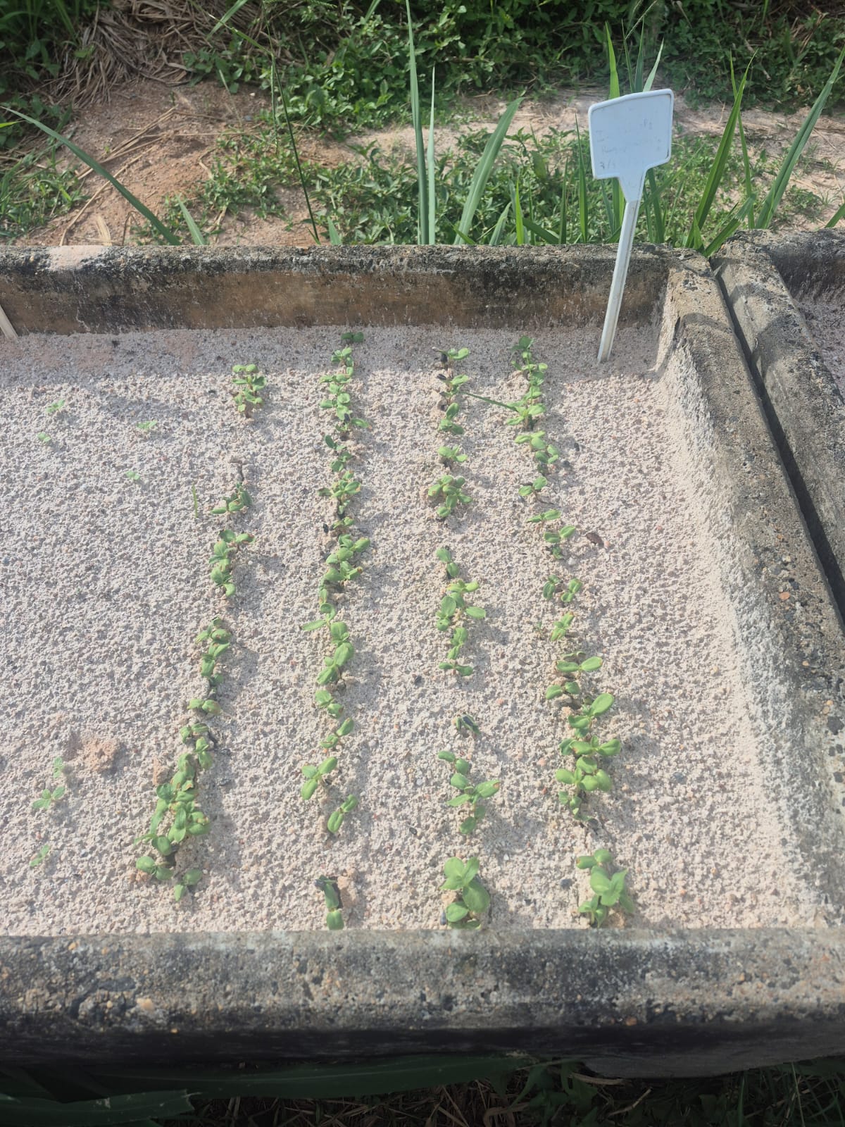 019186 - Produção e Tecnologia de Sementes - 2025/1:Bacharelado em Agronomia, Bacharelado, 5º Período, Turno Integral (2025)
