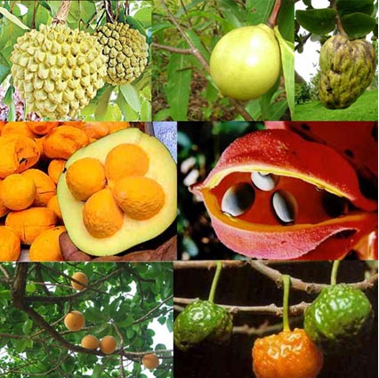 Bacharelado em Agronomia - Urutaí - 20211.01AGR20I.9 - 2021/1 ( 9º período ) - 163150 - Fruticultura II