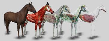 021479 - Anatomia e Fisiologia Animal - 2025/1:Bacharelado em Agronomia, Bacharelado, 3º Período, Turno Integral (2025)