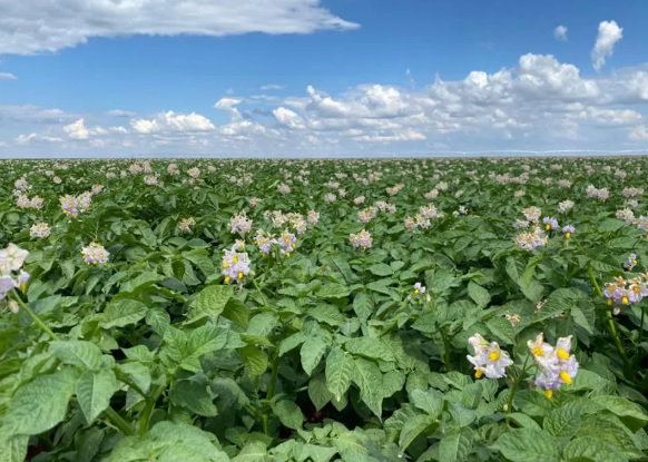 018701 - Olericultura Aplicada - 2025/1:Superior de Tecnologia em Horticultura, Tecnologia, 5º Período, Turno Noturno (2025)