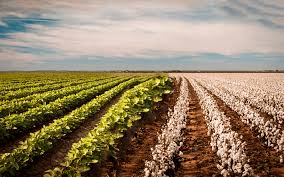 021498 - Culturas II (soja, Feijão, Girassol e Algodão) - 2025/1:Bacharelado em Agronomia, Bacharelado, 7º Período, Turno Integral (2025)