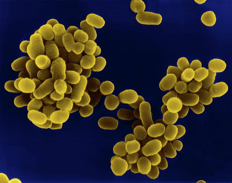 019423 - Microbiologia Aplicada - 2025/1:Bacharelado em Zootecnia, Bacharelado, 3º Período, Turno Integral (2025)