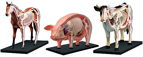 022493 - Anatomia Animal - 2025/1:Bacharelado em Zootecnia, Bacharelado, 2º Período, Turno Integral (2025)