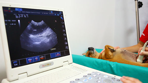 024620 - Diagnóstico por Imagem - 2025/2:Bacharelado em Medicina Veterinária, Bacharelado, 6º Período, Turno Integral (2025)