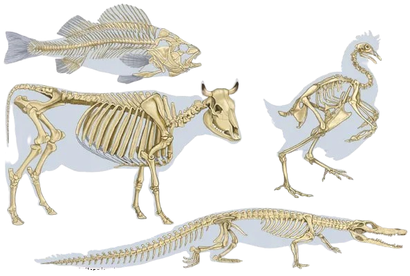024739 - Zoologia III - 2025/2:Licenciatura em Ciências Biológicas, Licenciatura, 6º Período, Turno Noturno (2025)