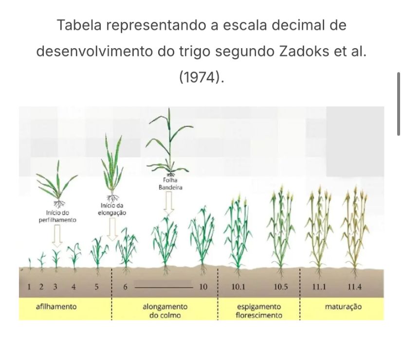 023207 - Culturas I (arroz, Milho, Trigo e Sorgo) - 2025/2:Bacharelado em Agronomia, Bacharelado, 6º Período, Turno Integral (2025)