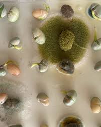 024678 - Patologia de Sementes - 2025/2:Bacharelado em Agronomia, Bacharelado, 9º Período, Turno Integral (2025)
