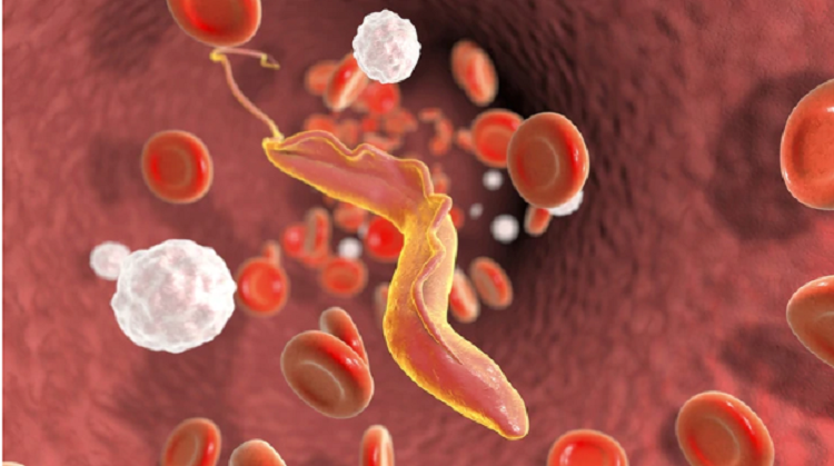 024614 - Parasitologia e Doenças parasitárias - 2025/2:Bacharelado em Medicina Veterinária, Bacharelado, 4º Período, Turno Integral (2025)