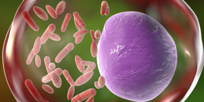 024613 - Microbiologia e Doenças Infecciosas - 2025/2:Bacharelado em Medicina Veterinária, Bacharelado, 4º Período, Turno Integral (2025)