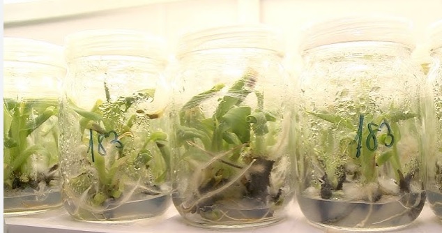 024302 - Cultura de Tecidos e Micropropagação - 2025/2:Superior de Tecnologia em Horticultura, Tecnologia, 6º Período, Turno Integral (2025)