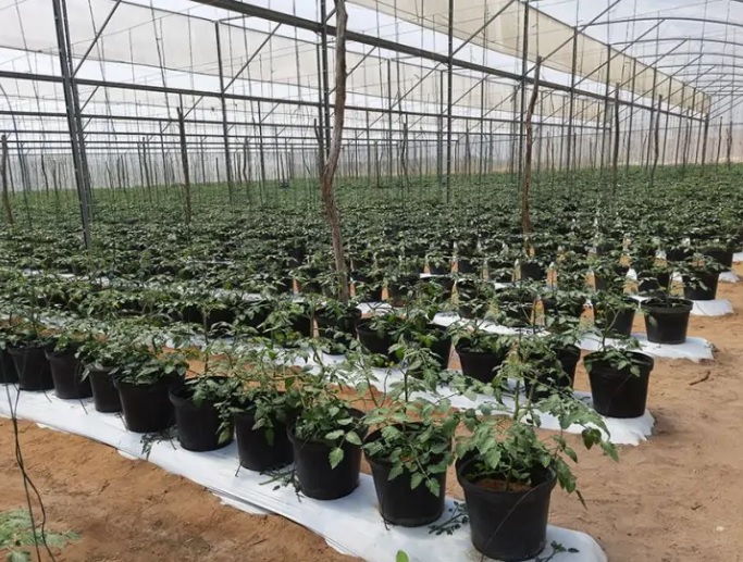 024307 - Produção Integrada em Ambiente Protegido - 2025/2:Superior de Tecnologia em Horticultura, Tecnologia, 6º Período, Turno Integral (2025)