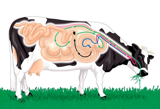 025288 - Fisiologia Animal - 2025/2:Bacharelado em Zootecnia, Bacharelado, 3º Período, Matriz 208, Turno Integral (2025)