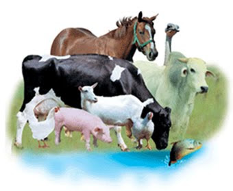 Animais domésticos e silvestres de interesse para o agronegócio.