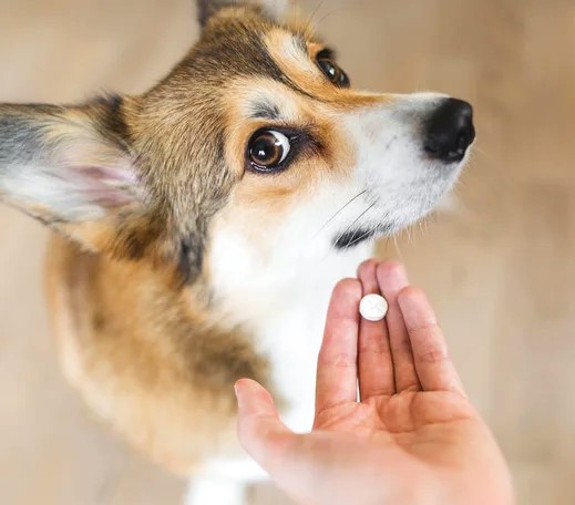 028978 - Farmacologia - 2026/1:Bacharelado em Medicina Veterinária, Bacharelado, 3º Período, Matriz 279, Turno Integral (2026)