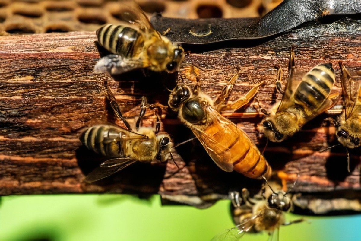 026490 - Apicultura e Piscicultura - 2026/1:Técnico em Agropecuária Integrado ao Ensino Médio, Integrado, 3º Período, Matriz 234, Turno Integral (2026)