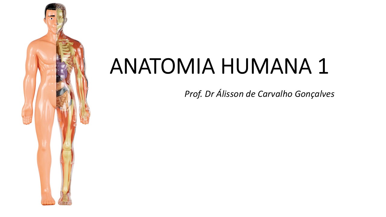 028814 - Anatomia Humana I - 2026/1:Bacharelado em Educação Física, Bacharelado, 2º Período, Matriz 152, Turno Noturno (2026)