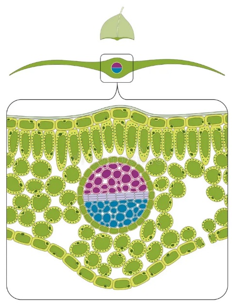 029915 - Anatomia Vegetal - 2026/1:Bacharelado em Agronomia, Bacharelado, 3º Período, Matriz 474, Turno Vespertino (2026)