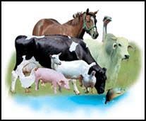 029205 - Zootecnia Geral - 2026/1:Técnico em Agropecuária, Técnico Concomitante, 1º Período, Matriz 581, Turno Matutino (2026)