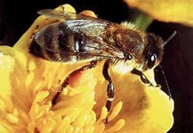 029841 - Apicultura e Meliponicultura - 2026/1:Bacharelado em Zootecnia, Bacharelado, 8º Período, Matriz 208, Turno Integral (2026)