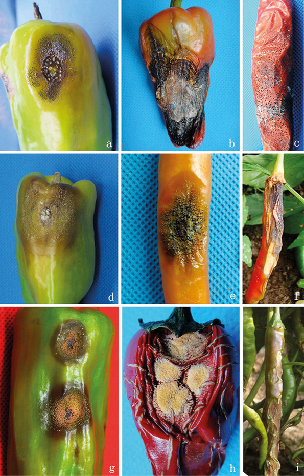 027259 - Fitopatologia II - 2026/1:Bacharelado em Agronomia, Bacharelado, 5º Período, Matriz 85, Turno Integral (2026)