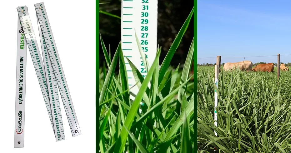 027870 - Forragicultura e Pastagens - 2026/1:Bacharelado em Agronomia, Bacharelado, 7º Período, Matriz 281, Turno Integral (2026)