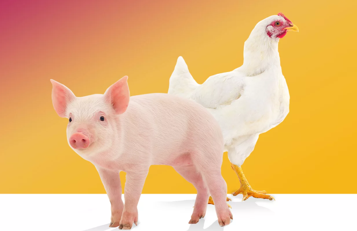 027815 - Aves e Suínos - 2026/1:Bacharelado em Agronomia, Bacharelado, 7º Período, Matriz 205, Turno Integral (2026)