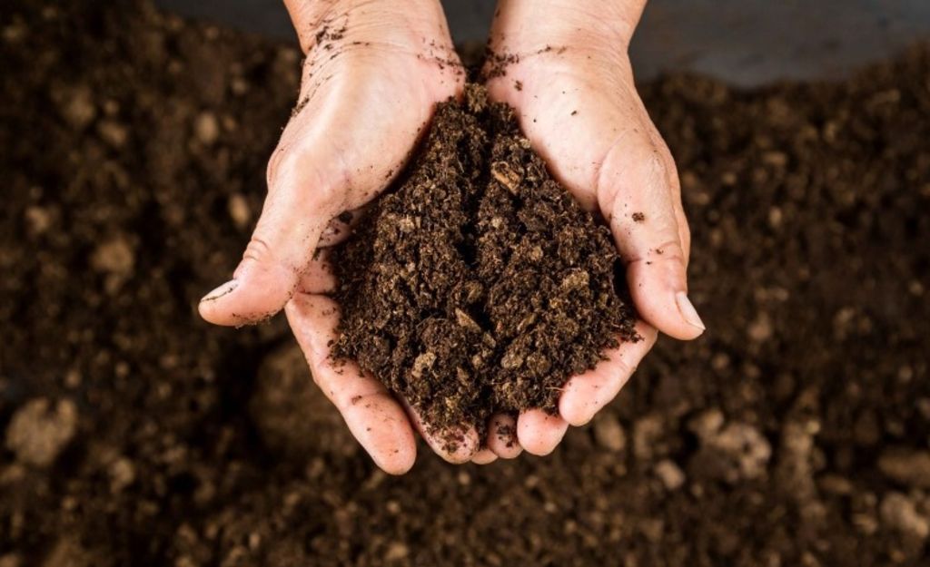 027864 - Nutrição Mineral de Plantas - 2026/1:Bacharelado em Agronomia, Bacharelado, 5º Período, Matriz 281, Turno Integral (2026)