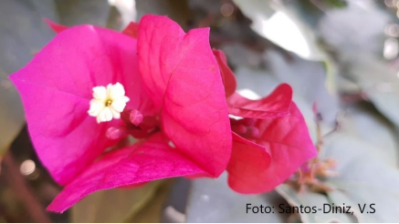 027196 - Morfologia e Sistemática Vegetal - 2026/1:Bacharelado em Agronomia, Bacharelado, 3º Período, Matriz 358, Turno Integral (2026)