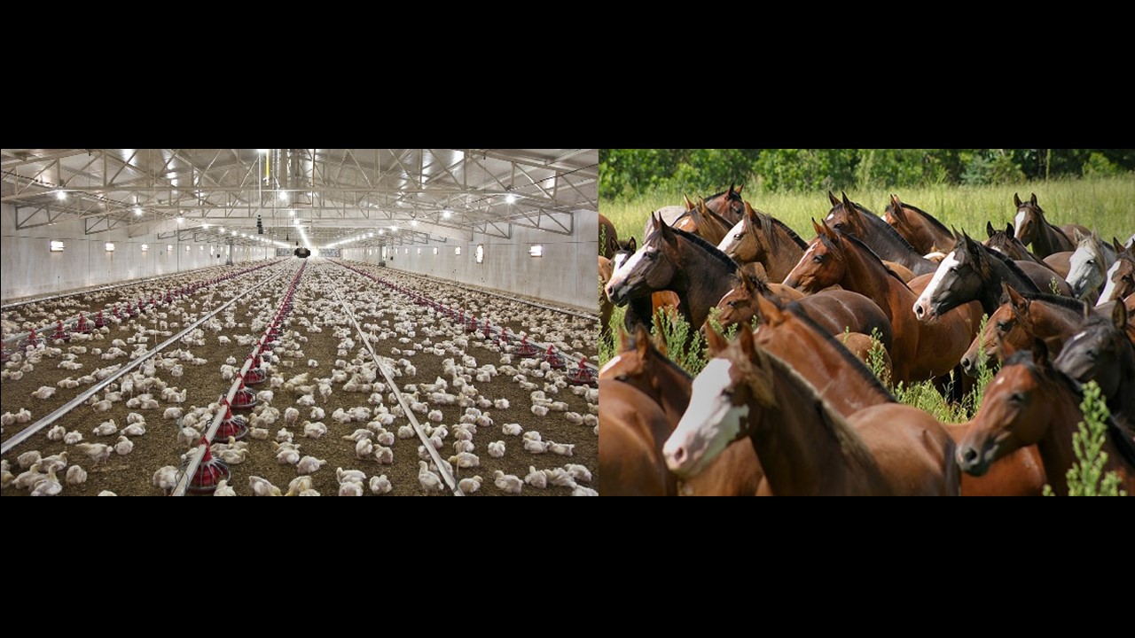 028186 - Avicultura e Equinocultura - 2026/1:Técnico em Agropecuária Integrado ao Ensino Médio, Integrado, 1º Período, Matriz 591, Turno Integral (2026)