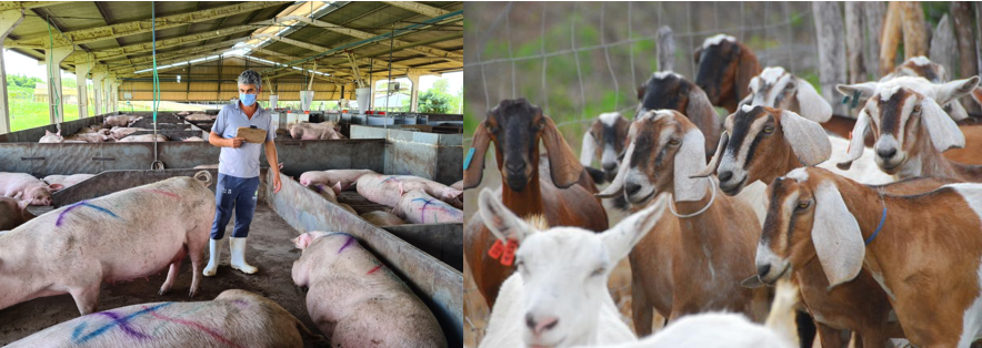 028203 - Suinocultura, Caprinocultura e Ovinocultura - 2026/1:Técnico em Agropecuária Integrado ao Ensino Médio, Integrado, 2º Período, Matriz 591, Turno Integral (2026)