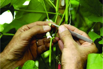 027812 - Melhoramento de Plantas - 2026/1:Bacharelado em Agronomia, Bacharelado, 5º Período, Matriz 205, Turno Integral (2026)