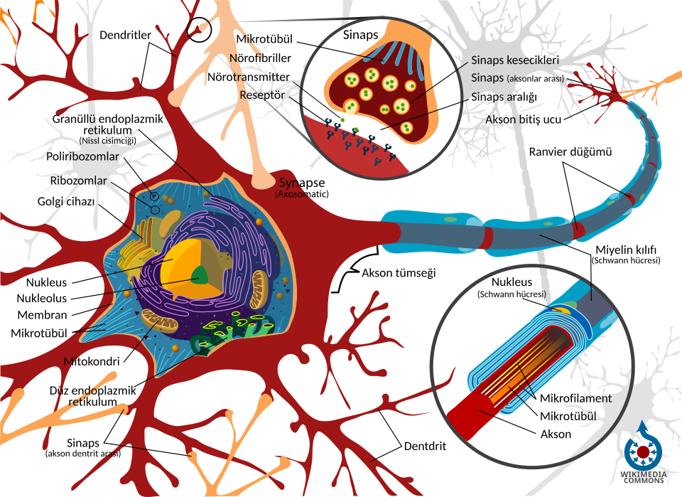 032577 - Fundamentos de Biologia - 2026/2:Licenciatura em Química, Licenciatura, 6º Período, Matriz 215, Turno Noturno (2026)