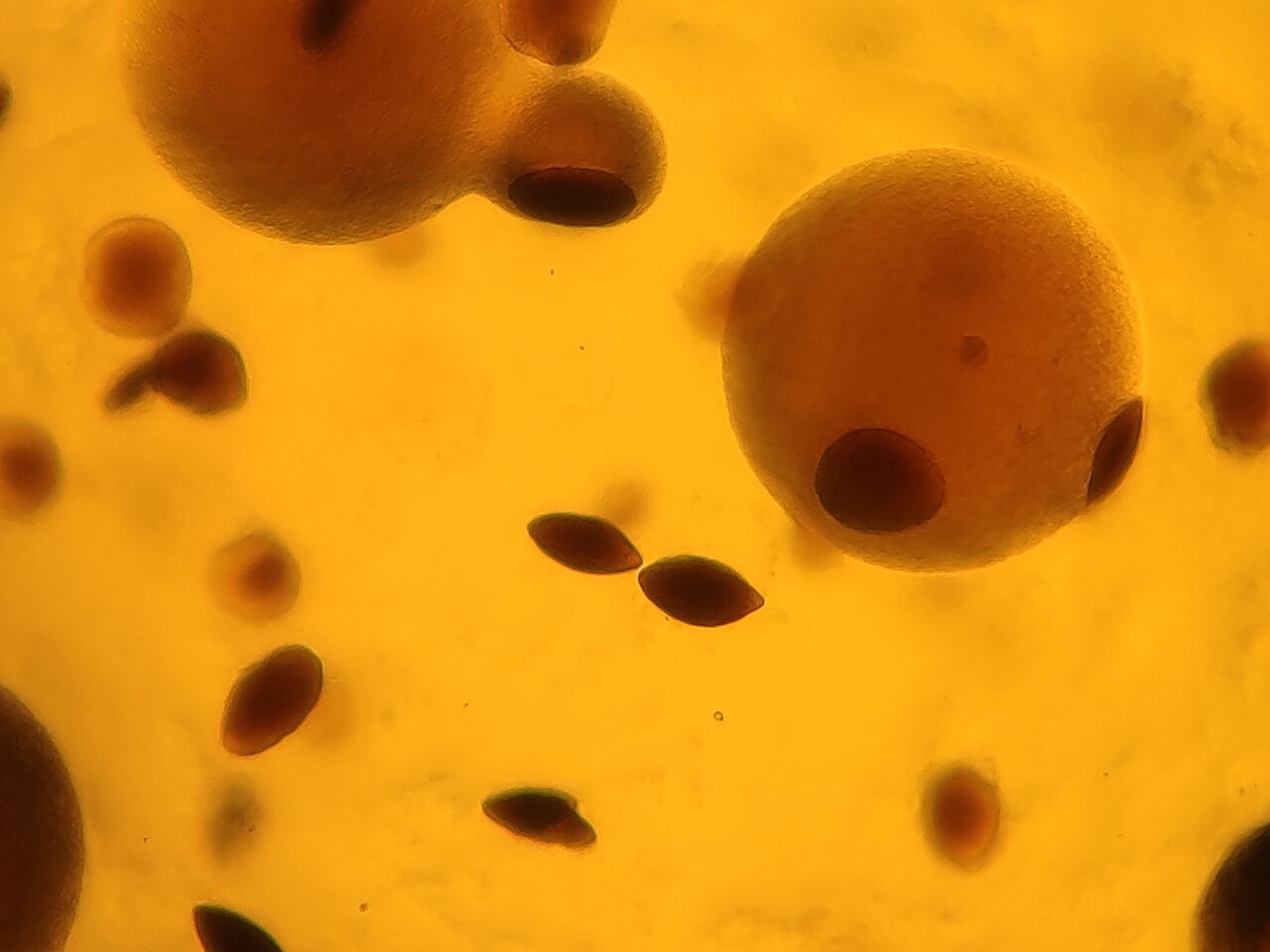 032593 - Microbiologia Geral - 2026/2:Bacharelado em Zootecnia - Ceres, Bacharelado, 2º Período, Matriz 326, Turno Integral (2026)