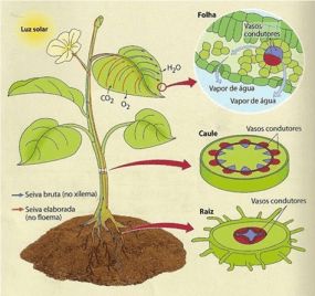 033491 - Fisiologia Vegetal - 2026/2:Bacharelado em Agronomia, Bacharelado, 4º Período, Matriz 373, Turno Integral (2026)