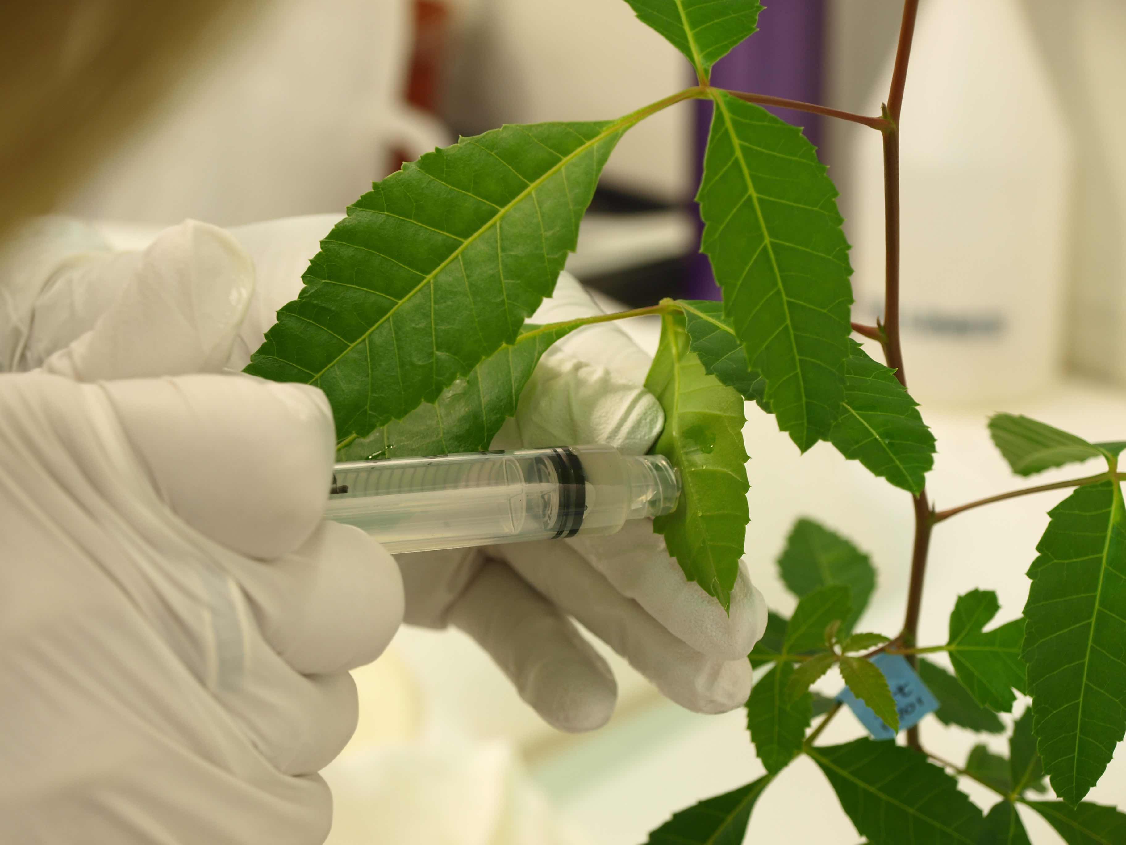 032967 - Biotecnologia - 2026/2:Bacharelado em Agronomia, Bacharelado, 7º Período, Matriz 166, Turno Matutino (2026)