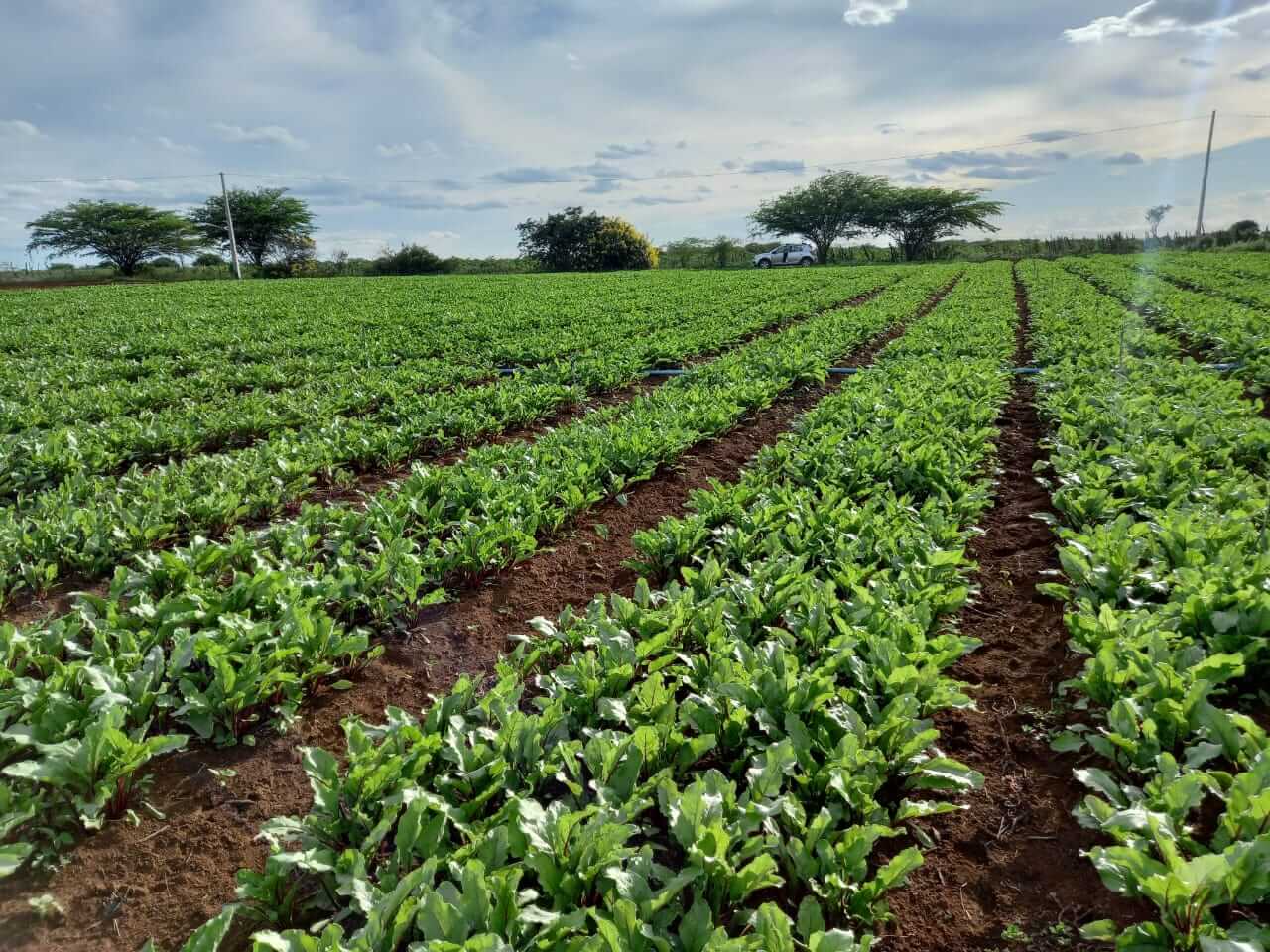 033157 - Olericultura Aplicada - 2026/2:Curso Superior de Tecnologia em Horticultura - Cristalina, Tecnologia, 5º Período, Matriz 273, Turno Noturno (2026)