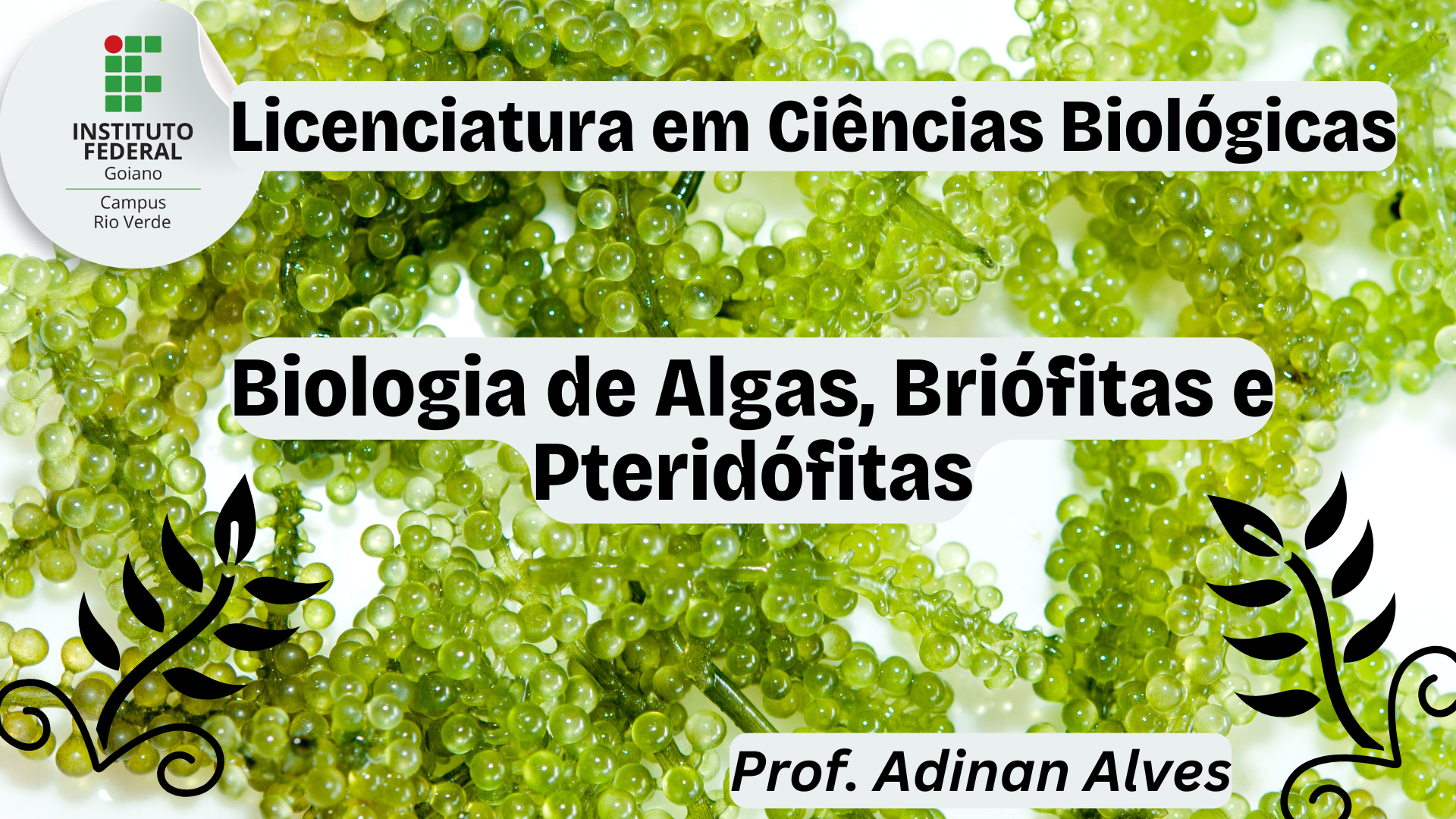 033200 - Biologia de Algas, Briófitas e Pteridófitas - 2026/2:Licenciatura em Ciências Biológicas, Licenciatura, 4º Período, Matriz 201, Turno Noturno (2026)