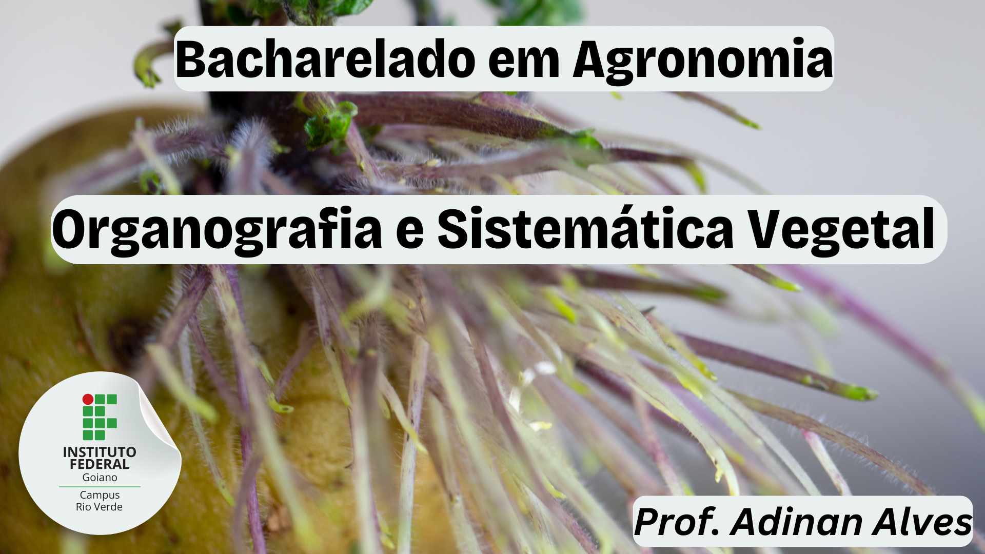 032950 - Organografia e Sistemática Vegetal - 2026/2:Bacharelado em Agronomia, Bacharelado, 4º Período, Matriz 499, Turno Noturno (2026)