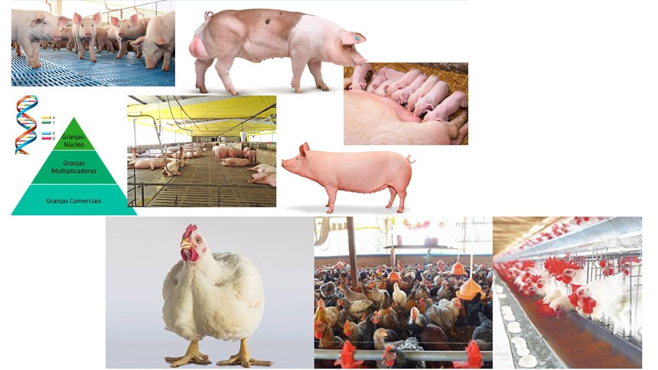 032770 - Aves e Suínos - 2026/2:Bacharelado em Agronomia, Bacharelado, 6º Período, Matriz 281, Turno Integral (2026)