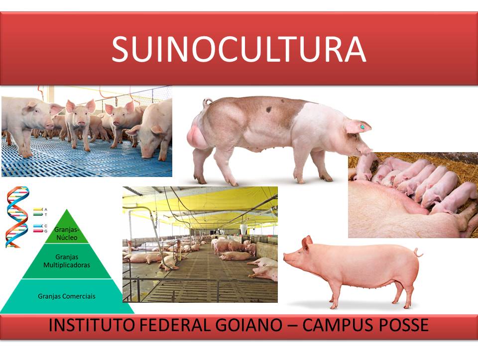 Técnico em Agropecuária - 2021/1 ( 2º período ) - Suinocultura