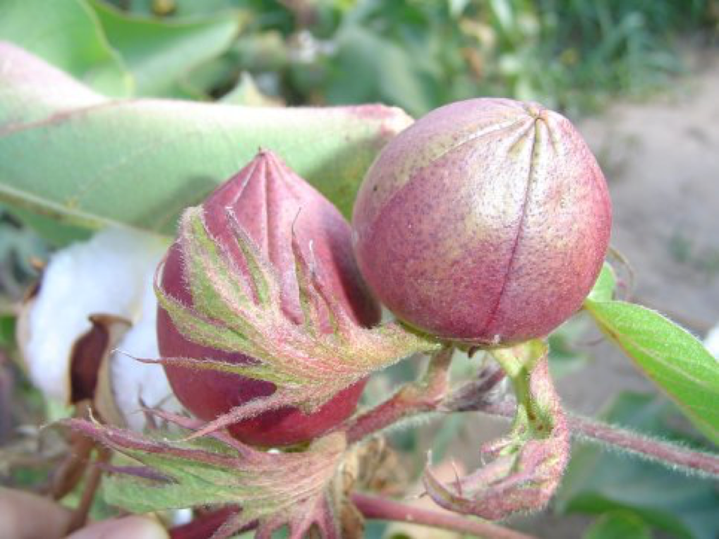 Mestrado Profissional em Proteção de Plantas - Urutaí - 20212.01PPL33I.2 - 2021/2 ( 2º período ) - 167875 - Resistência de Plantas a Insetos