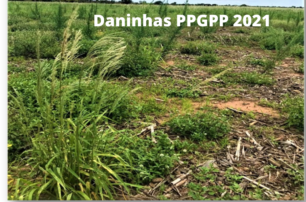 Mestrado Profissional em Proteção de Plantas - Urutaí - 20212.01PPL33I.2 - 2021/2 ( 2º período ) - 168154 - Manejo de Plantas Daninhas