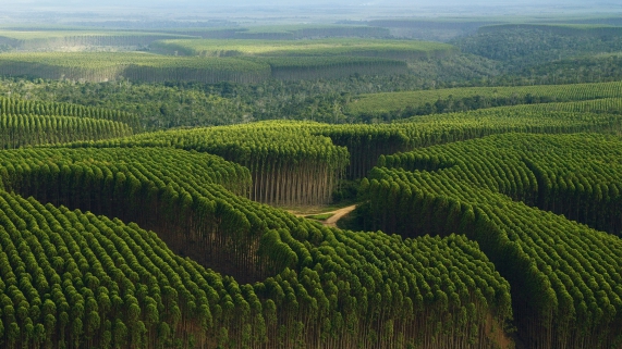 Bacharelado em Agronomia - Urutaí - 20201.01AGR20I.7 - 2020/1 ( 7º período ) - 139208 - Silvicultura