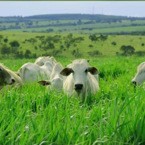 Bacharelado em Agronomia - Urutaí - 20211.01AGR20I.3 - 2021/1 ( 3º período ) - 168685 - Forragicultura
