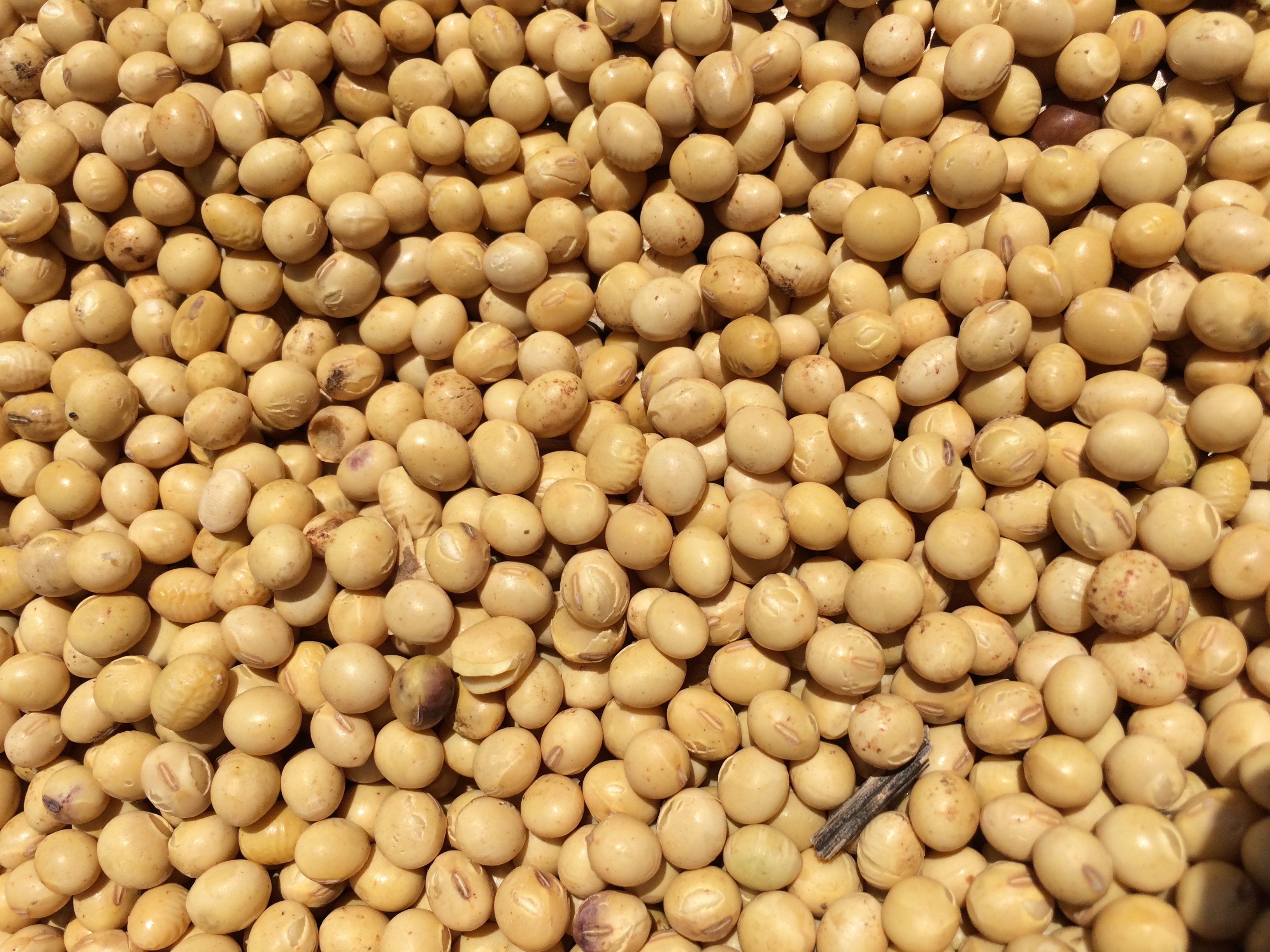 Técnico em Agropecuária Matutino - Rio Verde - 20211.02AGP11M.3M - 2021/1 ( 3º período ) - 169111 - Armazenamento de Grãos