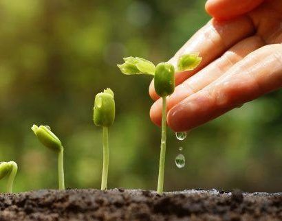 Bacharelado em Agronomia - Posse - 20212.07AGR20I.4 - 2021/2 ( 4º período ) - 170088 - Fisiologia Vegetal