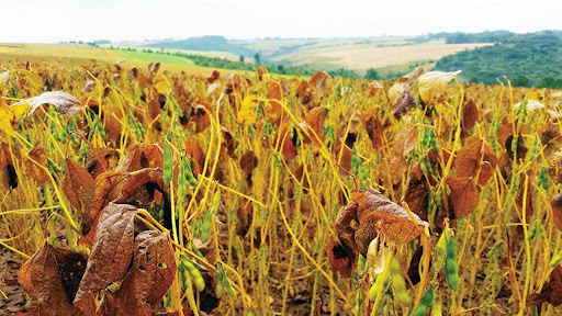 Bacharelado em Agronomia - Posse - 20212.07AGR20I.4 - 2021/2 ( 4º período ) - 170089 - Fitopatologia I